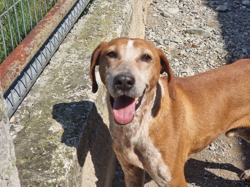 Carlo - ein wunderbarer Hund, der endlich gesehen werden möchte