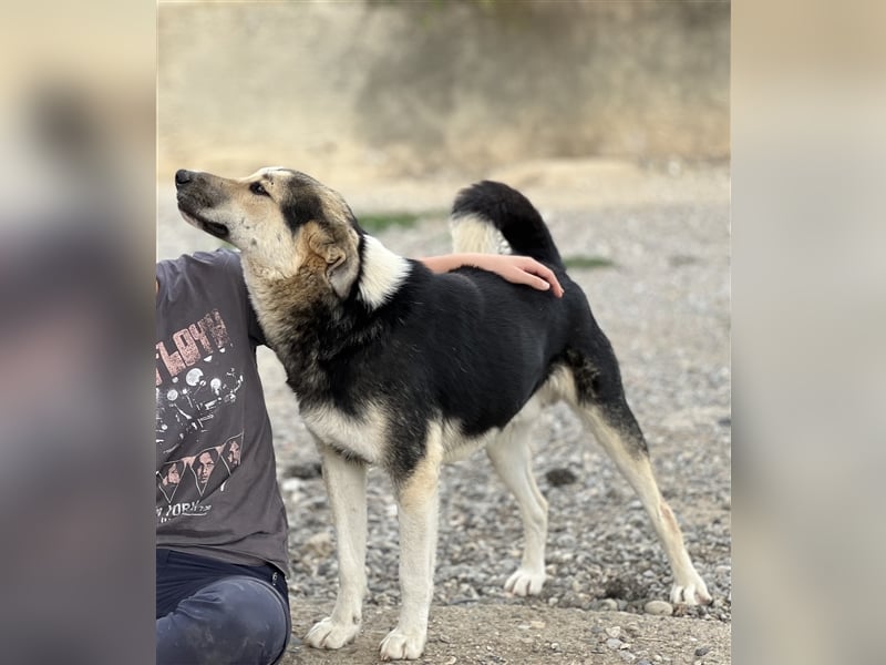 Steve - ein wahrlicher Herzbube