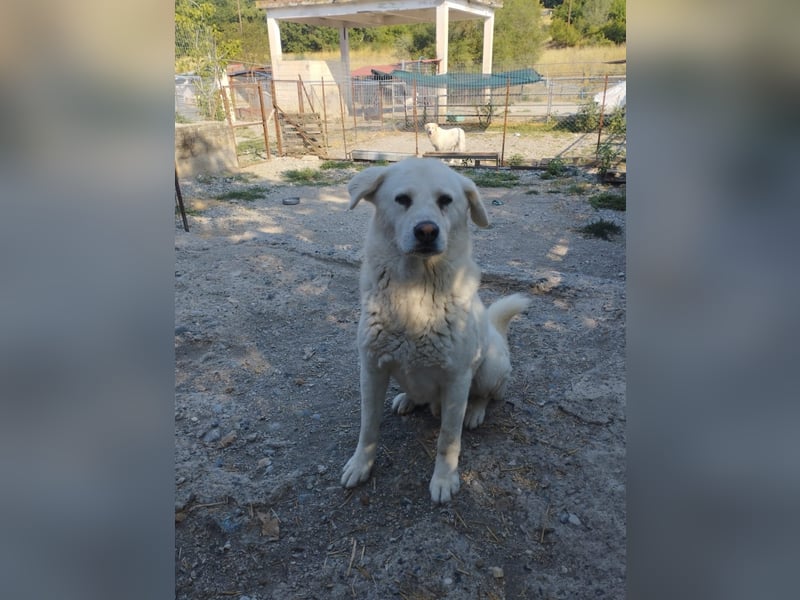 (D)ein Traum in weiß: Vice sucht sein Happy End!