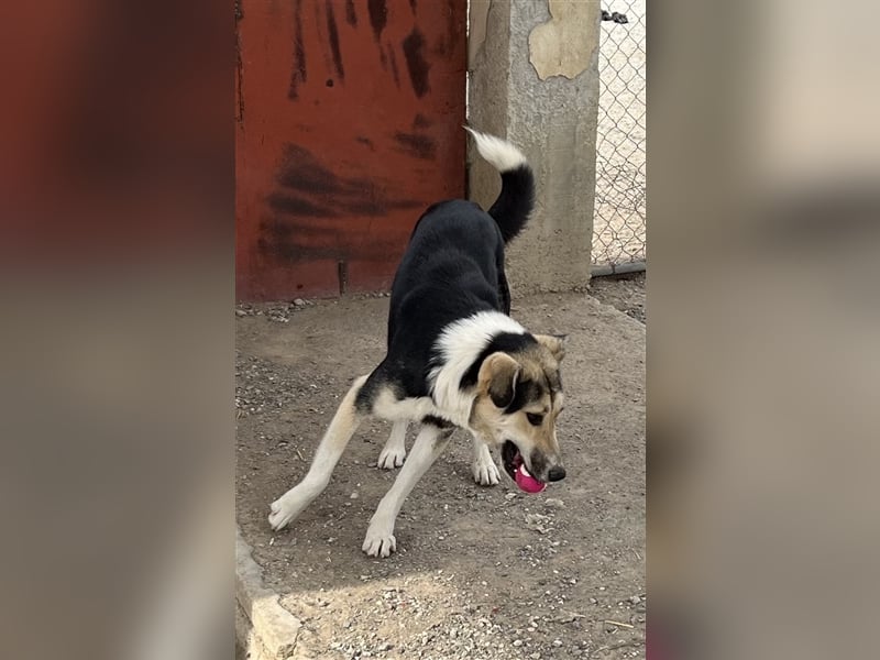 Steve - ein wahrlicher Herzbube