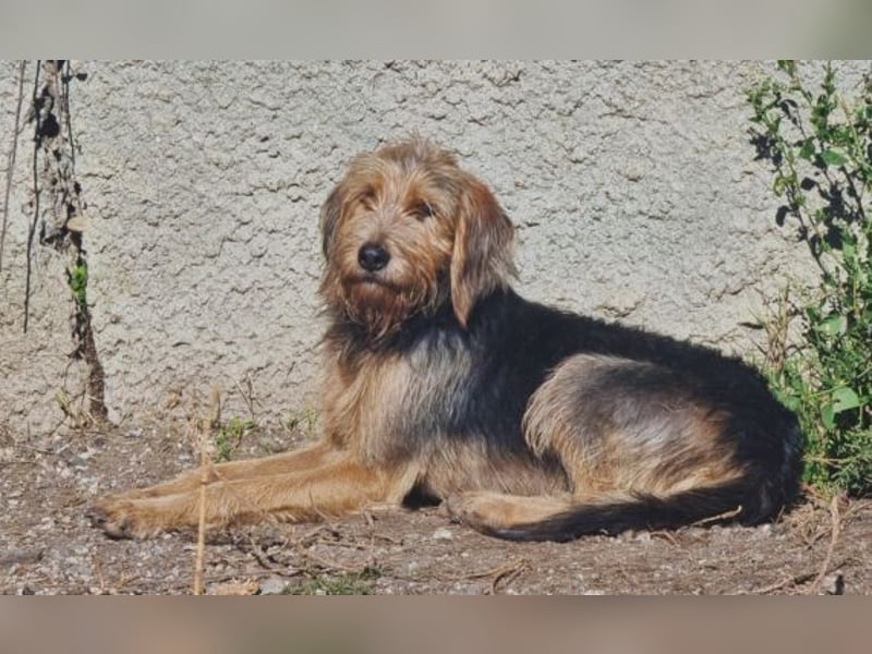 Toffee – Lebhafte Hundedame sucht ein Zuhause, das ihr gerecht wird!