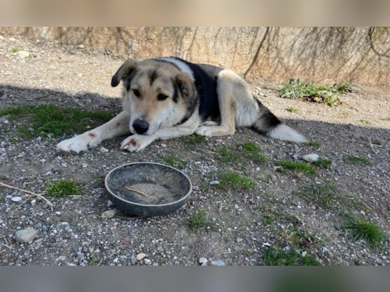 Steve - ein wahrlicher Herzbube