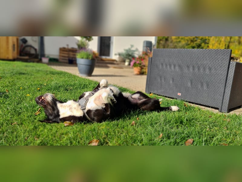 Yaron - ein echter Gentleman mit Schnurrbart und Herz