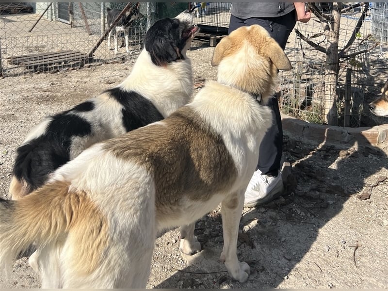 Hugo - Herzbube ist Trumpf