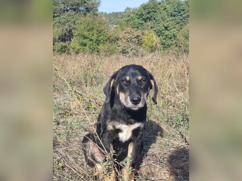 Fido - ein leises Herz, das endlich Vertrauen lernen darf