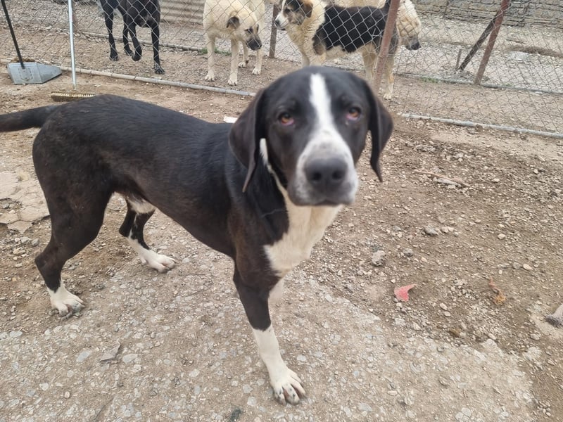 Neues Zuhause für Quinn - Ein Abenteuer wartet!