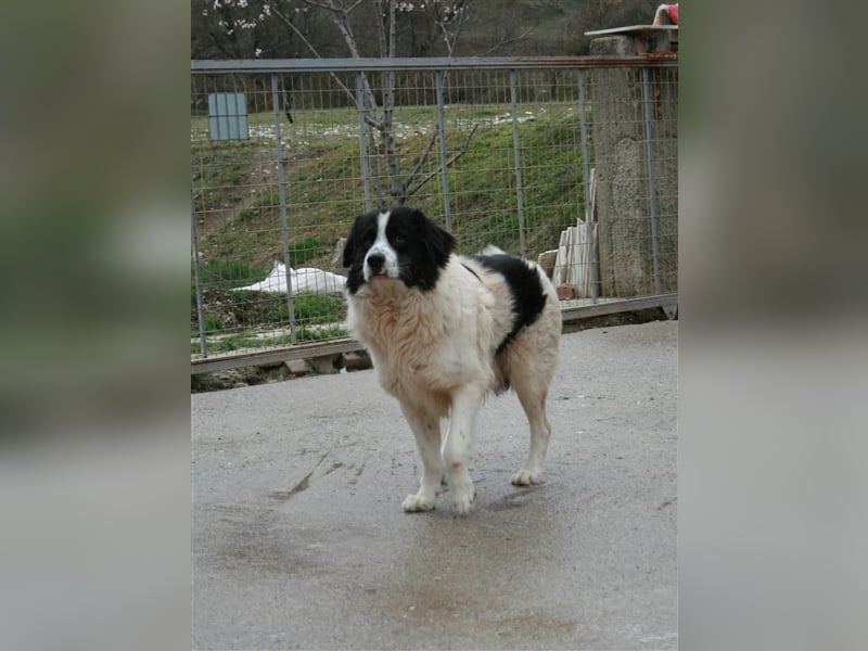 Hugo - Herzbube ist Trumpf