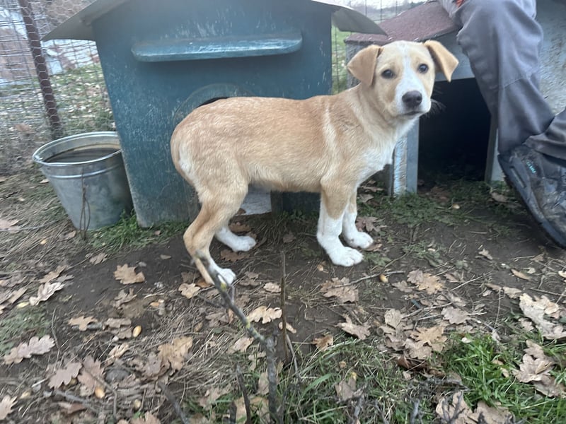 Niko – ein lebensfroher Herzenshund auf der Suche nach seinem Zuhause