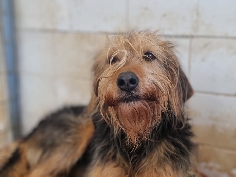 Toffee – Lebhafte Hundedame sucht ein Zuhause, das ihr gerecht wird!
