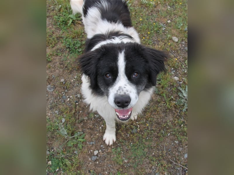 Hugo - Herzbube ist Trumpf