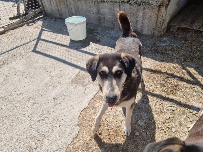 Trudi – Husky-Mix auf der Suche nach ihrem großen Glück!