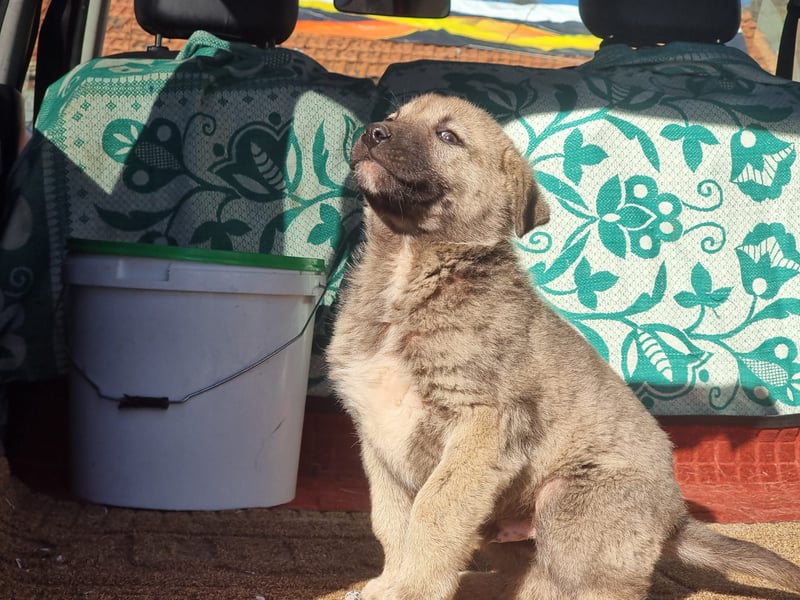 Nick sucht seinen Menschen