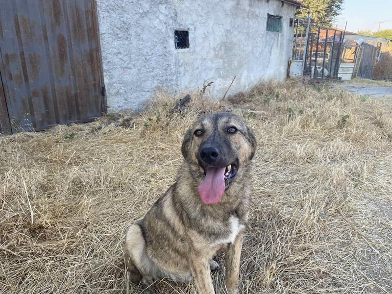 Leo - ein neugieriger Entdecker sucht seine Familie