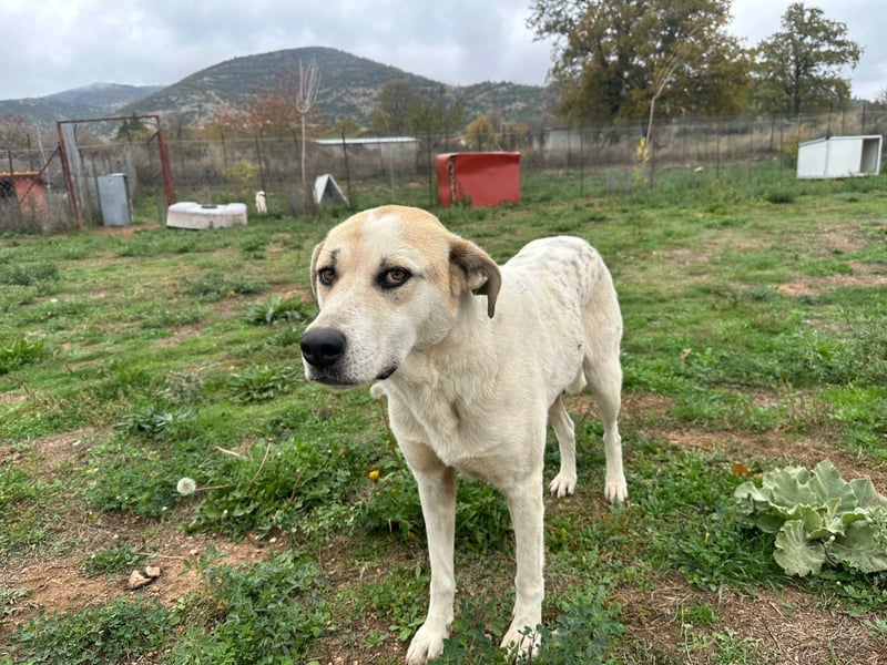 June - eine sanfte Seele auf der Suche nach ihrem Glück