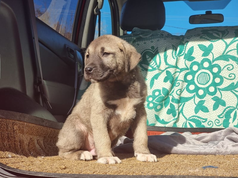 Ash sucht seine Menschen