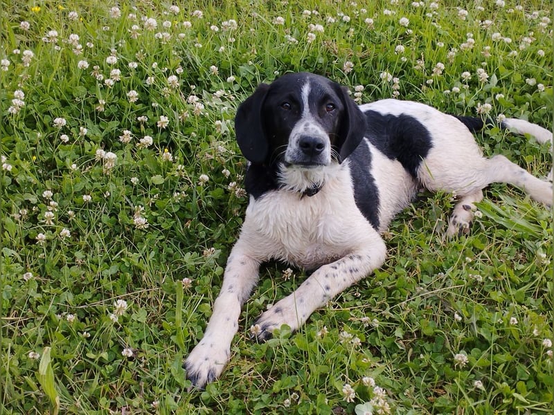 Porthos - ein fröhlicher kleiner Sonnenschein