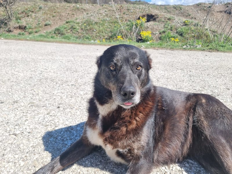 Hedi zeigt - Das Leben ist schön