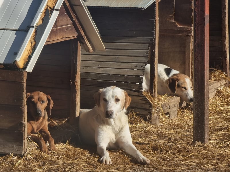 Olina unsere Kämpferin mit schweren Start ins Leben