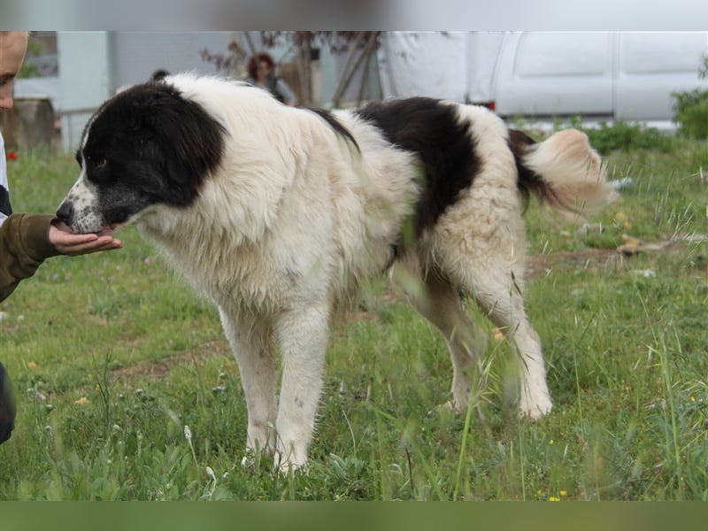 Hugo - Herzbube ist Trumpf