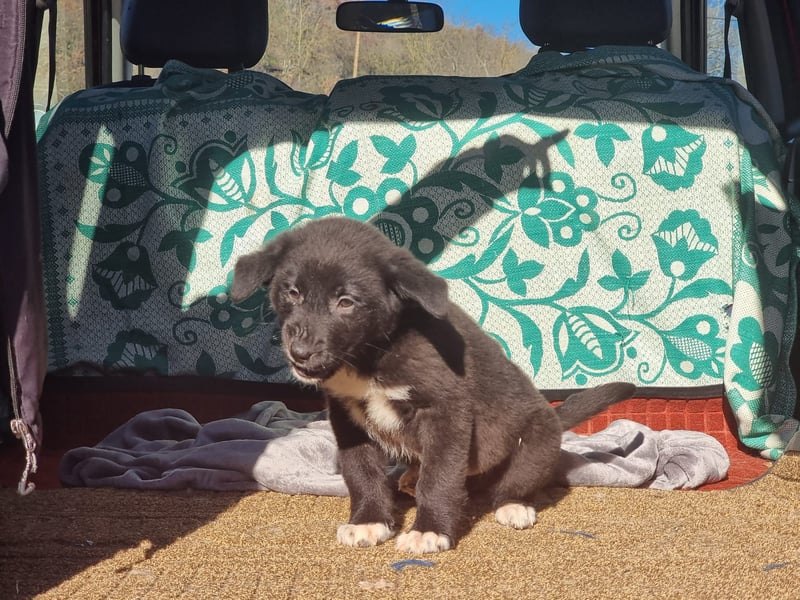 Ash sucht seine Menschen