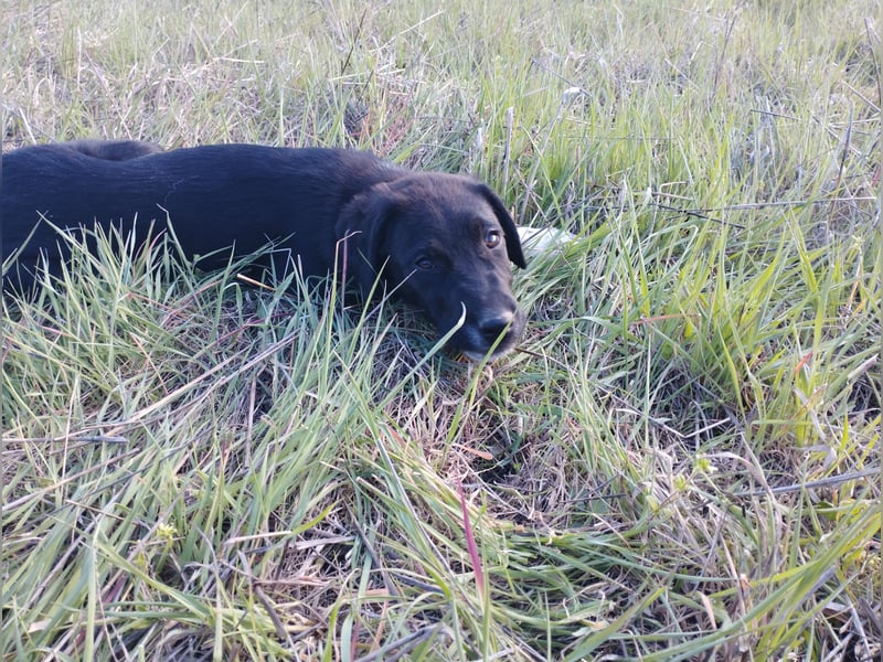 Aramis - ein sanfter kleiner Held auf vier Pfoten