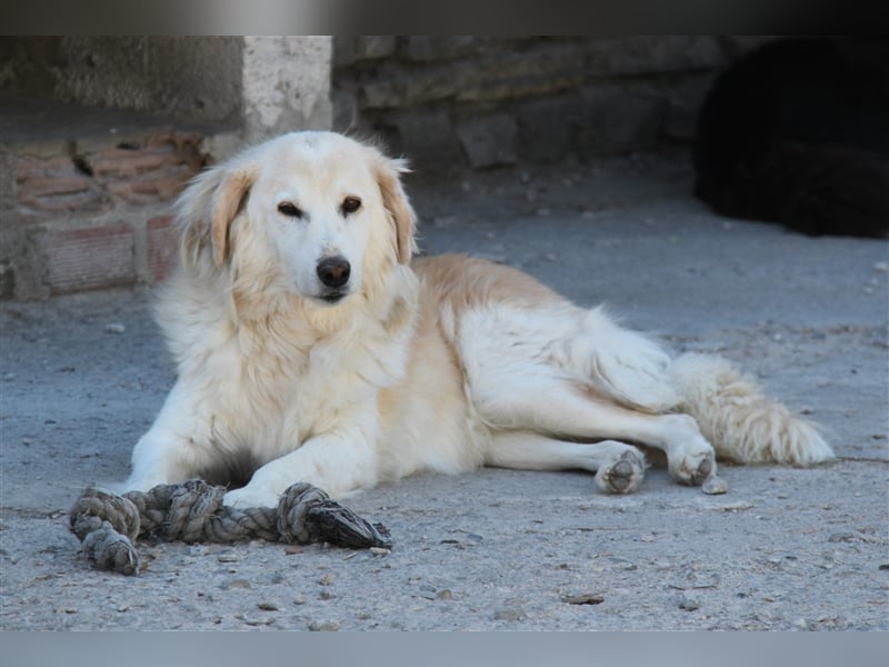 Sebezoula - seit Welpenalter im Shelter