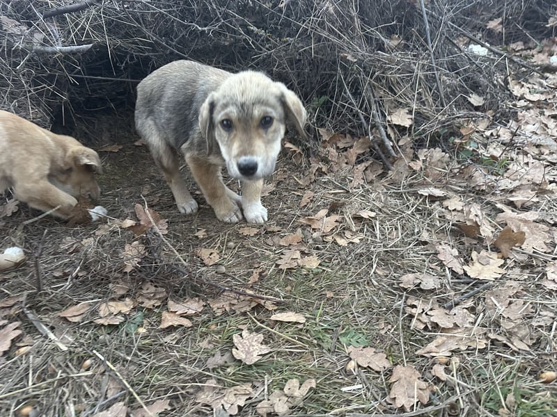 Bo – der fröhliche Begleiter mit Herz und Köpfchen