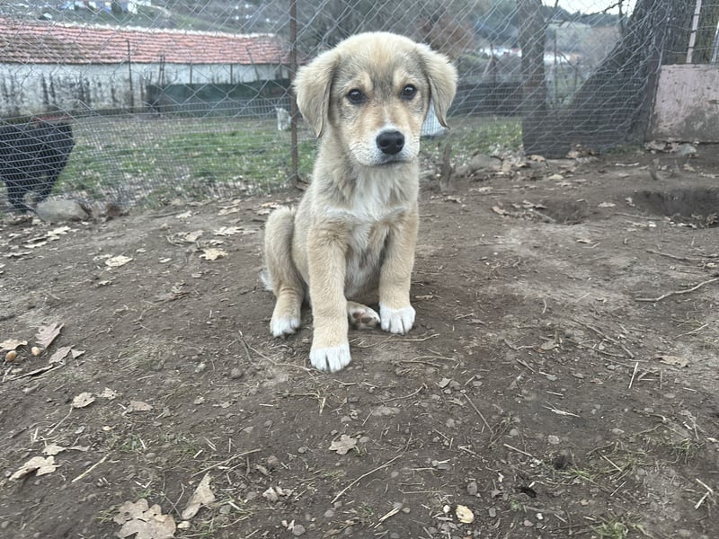 Snoopy – ein kleiner Kämpfer mit großem Herzen