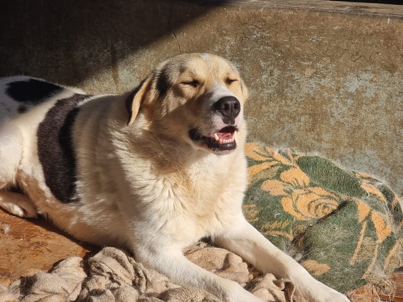 Henry - ein sanfter Entdecker