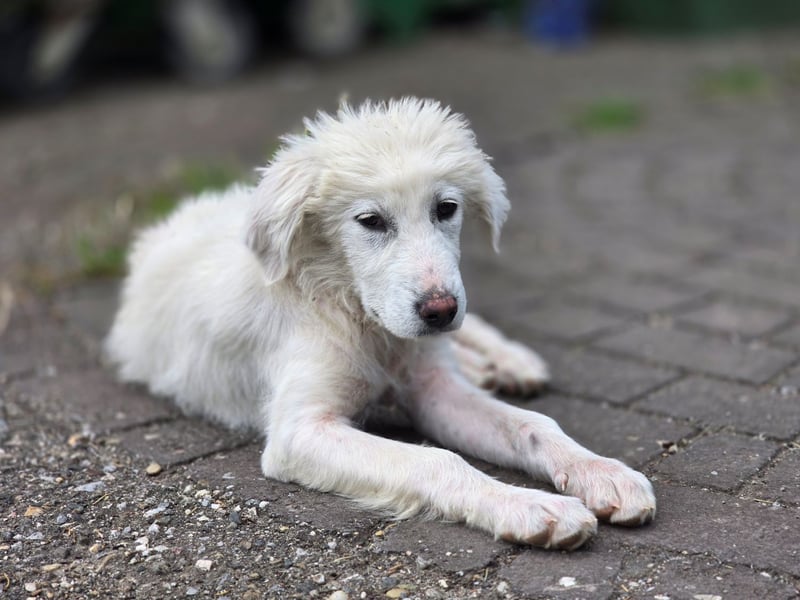 April – kleine Kämpferin mit großem Kuschelherz sucht ihr Glück