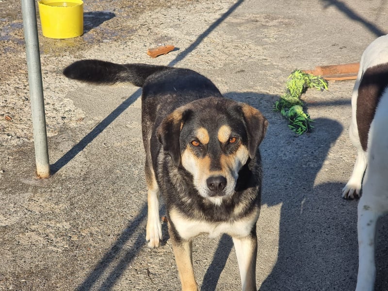 Lola – eine sensible Husky-Mix-Dame auf der Suche nach ihrem Menschen