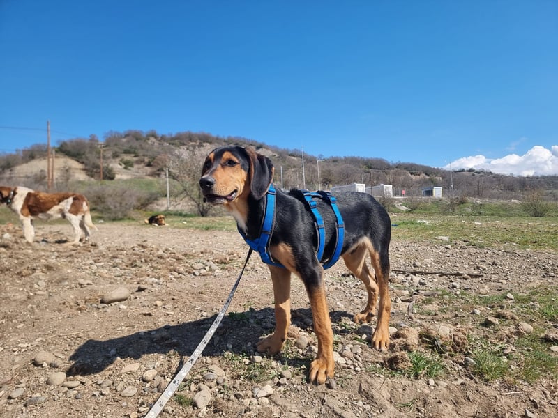 Cupcake – ein kleines Wunder mit großem Herzen
