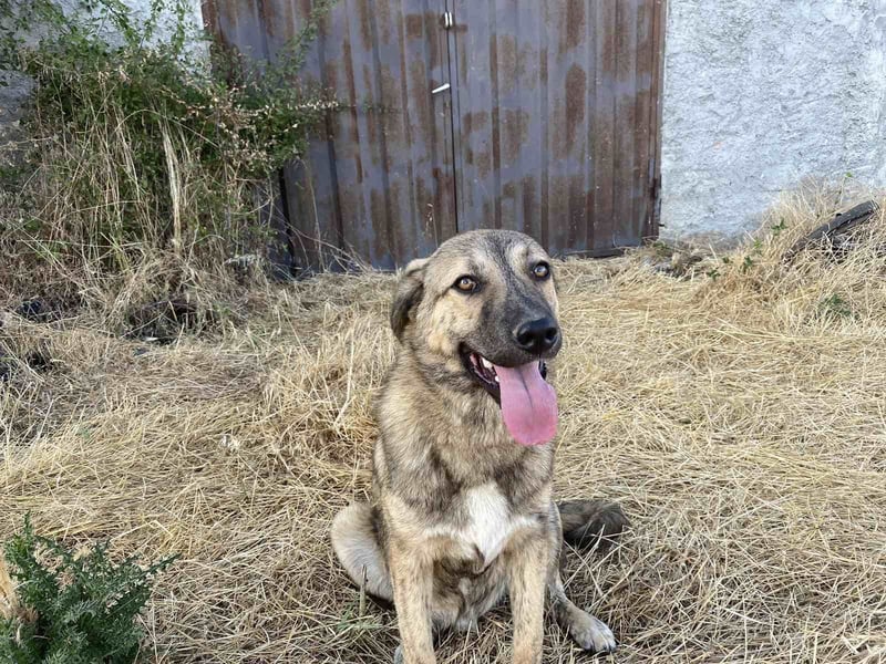 Leo - ein neugieriger Entdecker sucht seine Familie