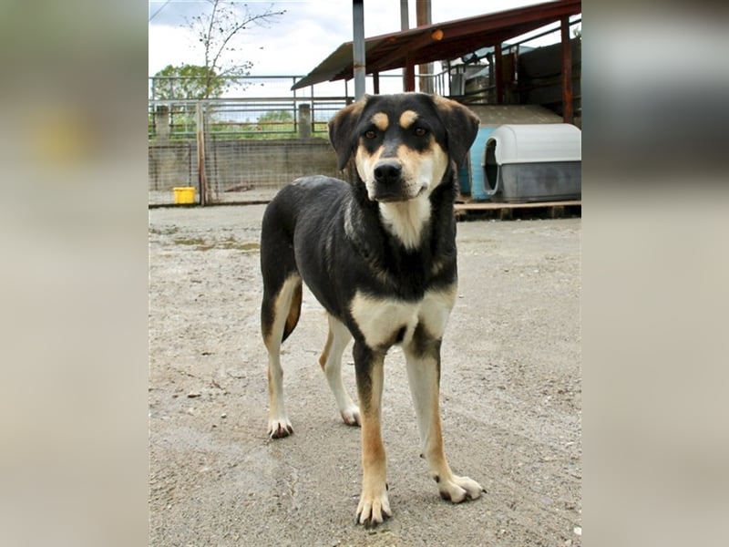 Lola - Alle gute Dinge sind DREI + 1