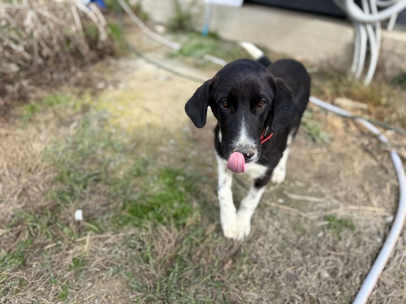 Mr. Big - kleiner Schauspieler mit großem Herzen