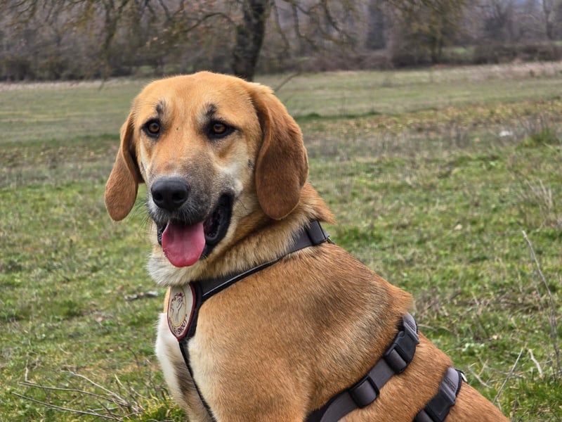 Eda- verspielte Riesin