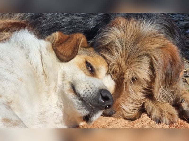 Toffee – Lebhafte Hundedame sucht ein Zuhause, das ihr gerecht wird!