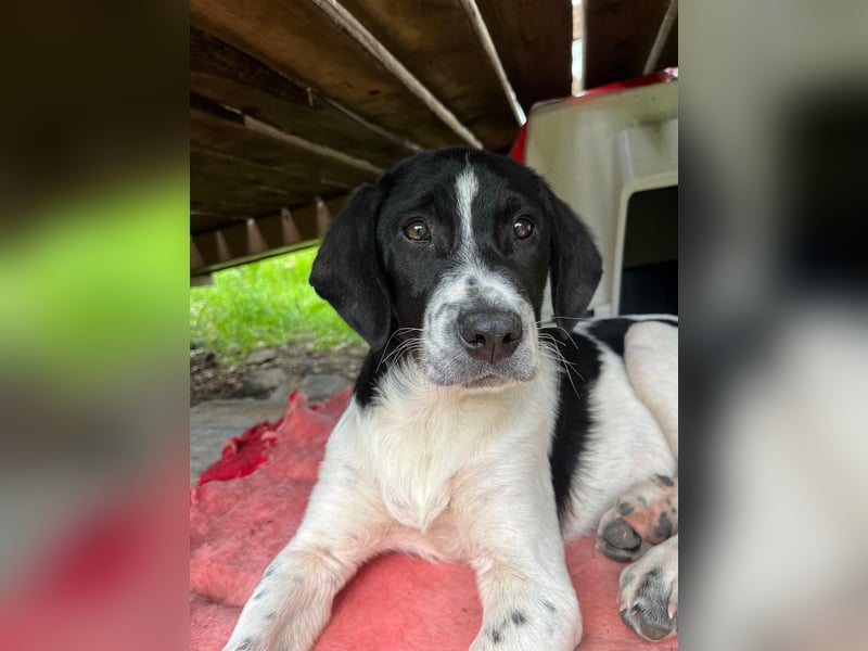 Porthos - ein fröhlicher kleiner Sonnenschein