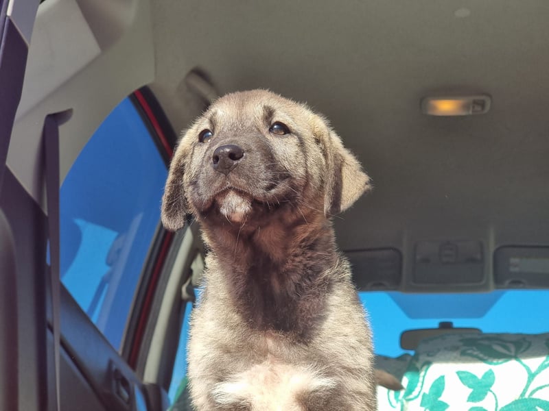 Ash sucht seine Menschen