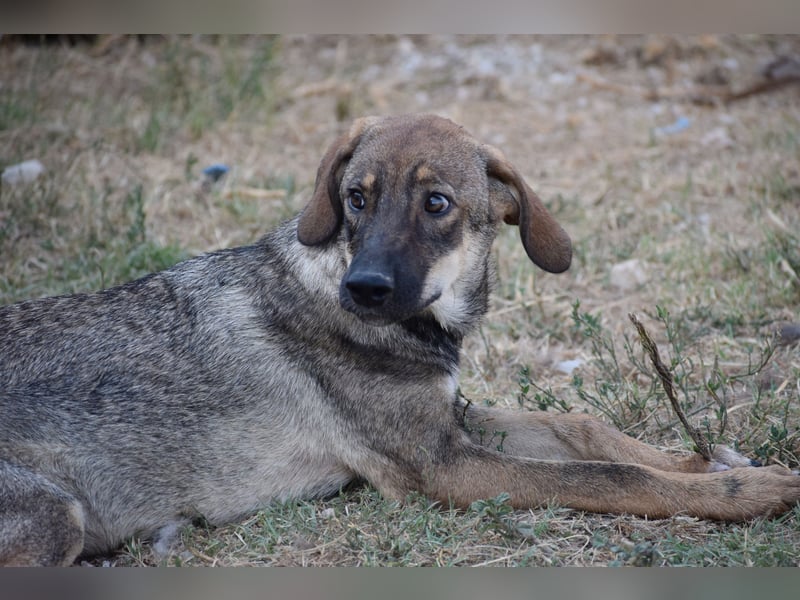 Aira – Sonnenschein auf vier Pfoten sucht ihr Glück