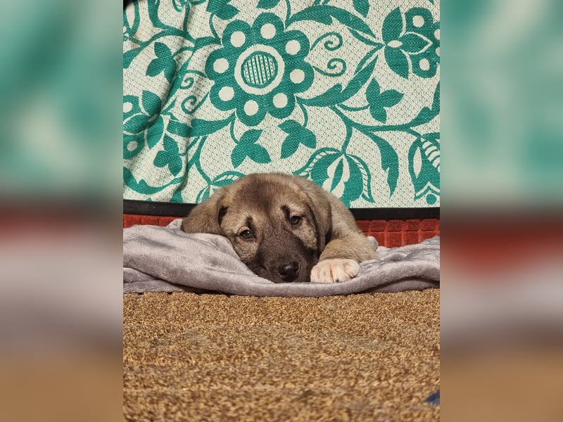 Ash sucht seine Menschen