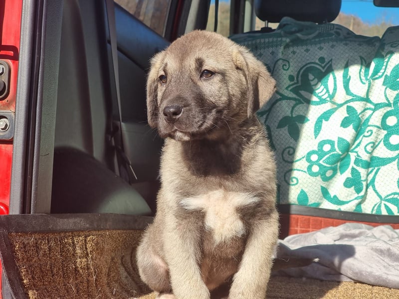 Ash sucht seine Menschen