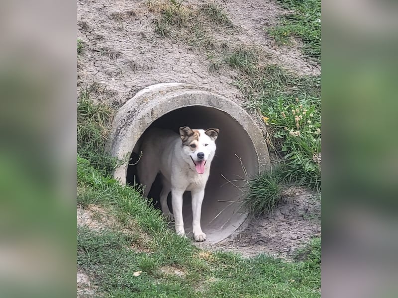 Lucy – sportliche Charakterhündin sucht erfahrenes Zuhause