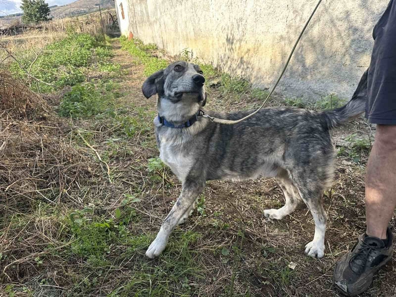 Babis - eine lebensfrohe Abenteurerin sucht ihr Zuhause