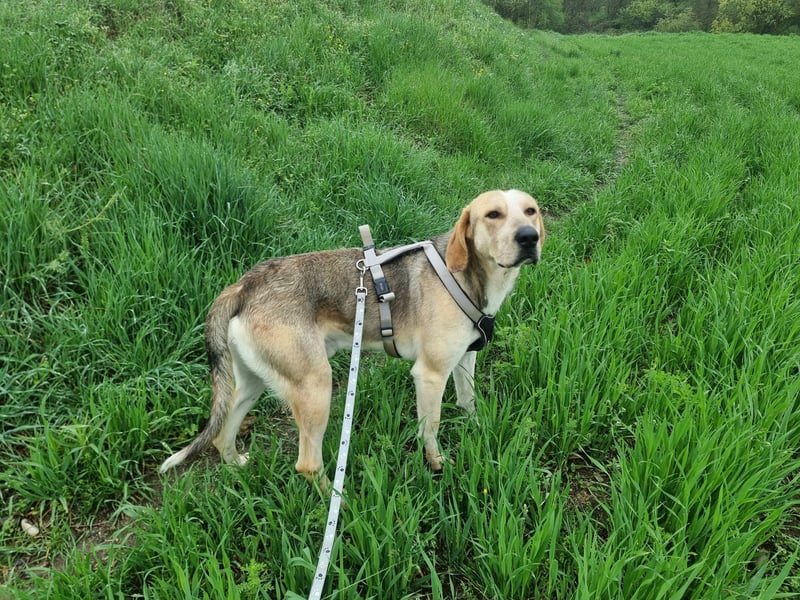 Paddy – der Gute-Laune-Hund