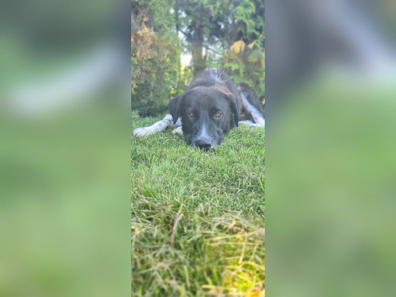 Samu sucht seine Chance – vielleicht bei dir