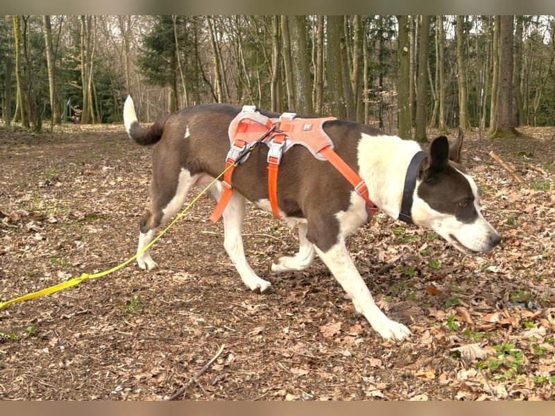 Oca – treue Schmusehündin mit großem Herzen