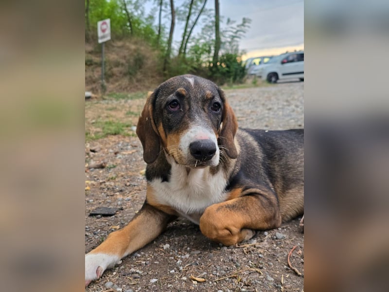 Freya- kleines Herz sucht sein Zuhause