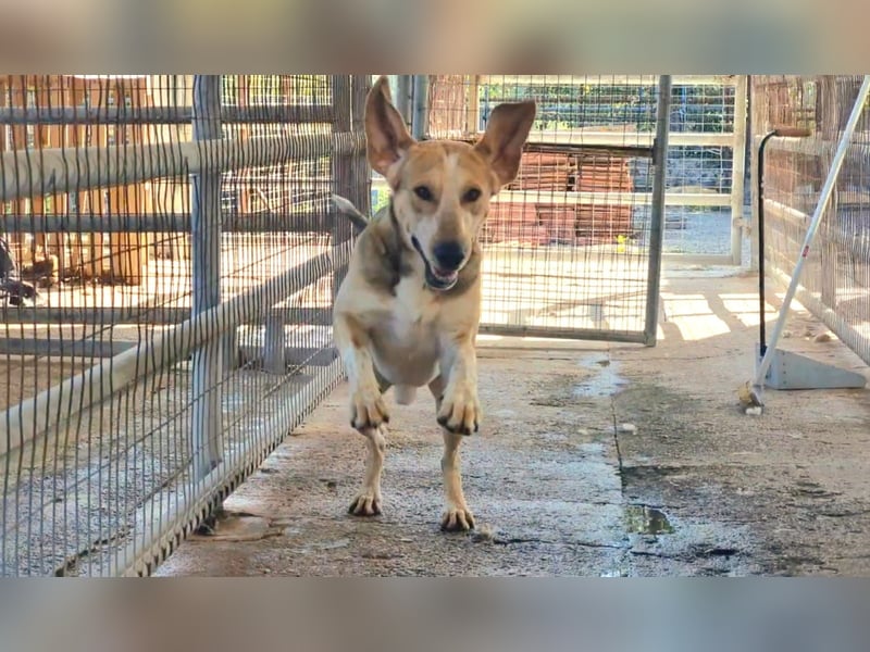 Paddy – der Gute-Laune-Hund
