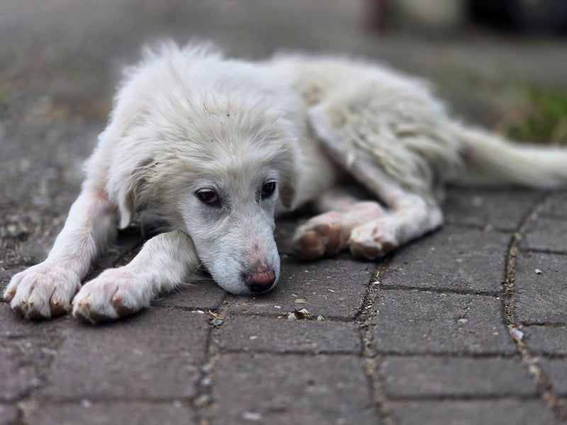 April – kleine Kämpferin mit großem Kuschelherz sucht ihr Glück